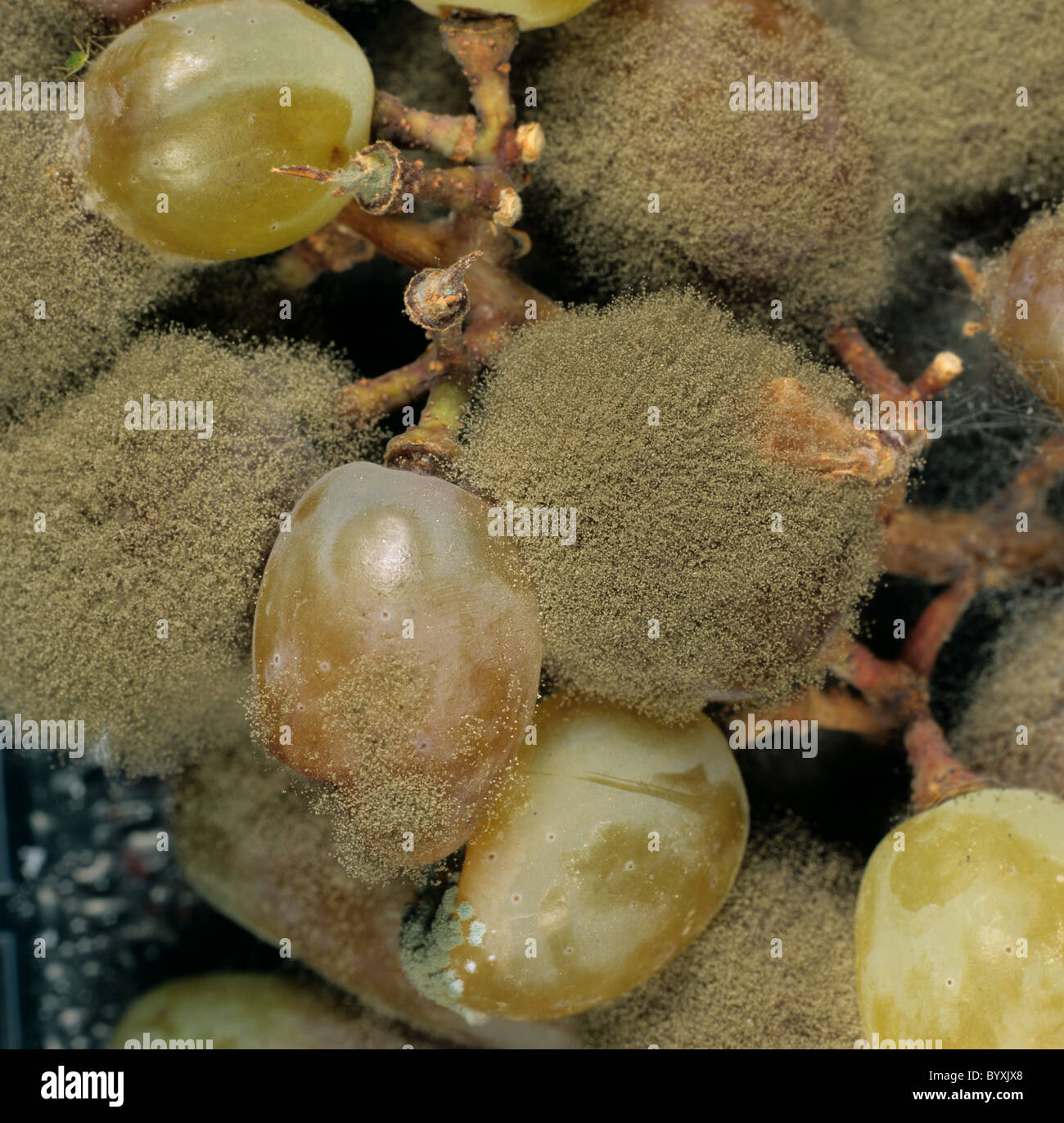 Grey mould (Botrytis cinerea) on white grapes in store Stock Photo