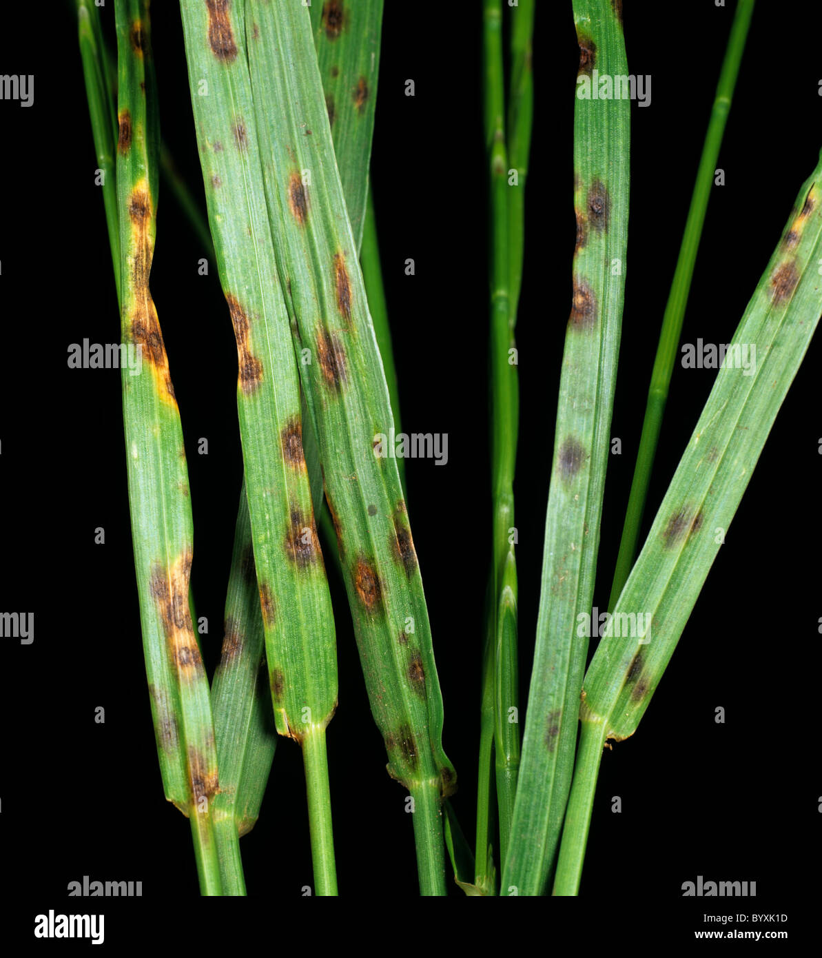 Dreschlera leaf spot (Drechslera siccans) spotting on infected ryegrass leaves Stock Photo