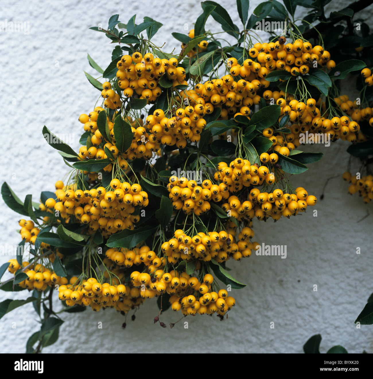 Pyracantha 'Soleil d' Or' yellow berries in autumn Stock Photo