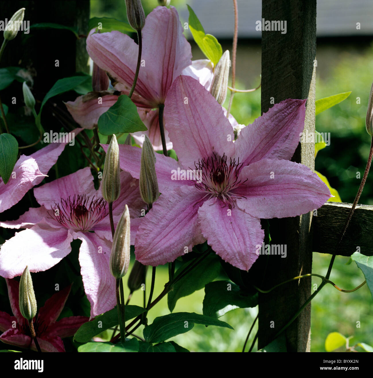Flowers of Clematis 'Nelly Moser' on a garden trellis Stock Photo