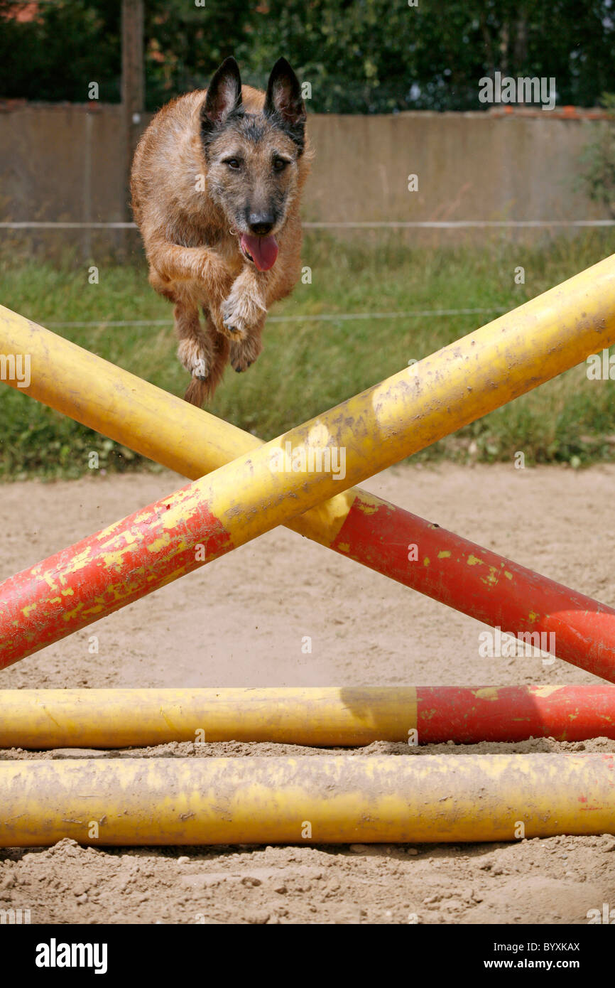 springender Laekenois / jumping Laekenois Stock Photo