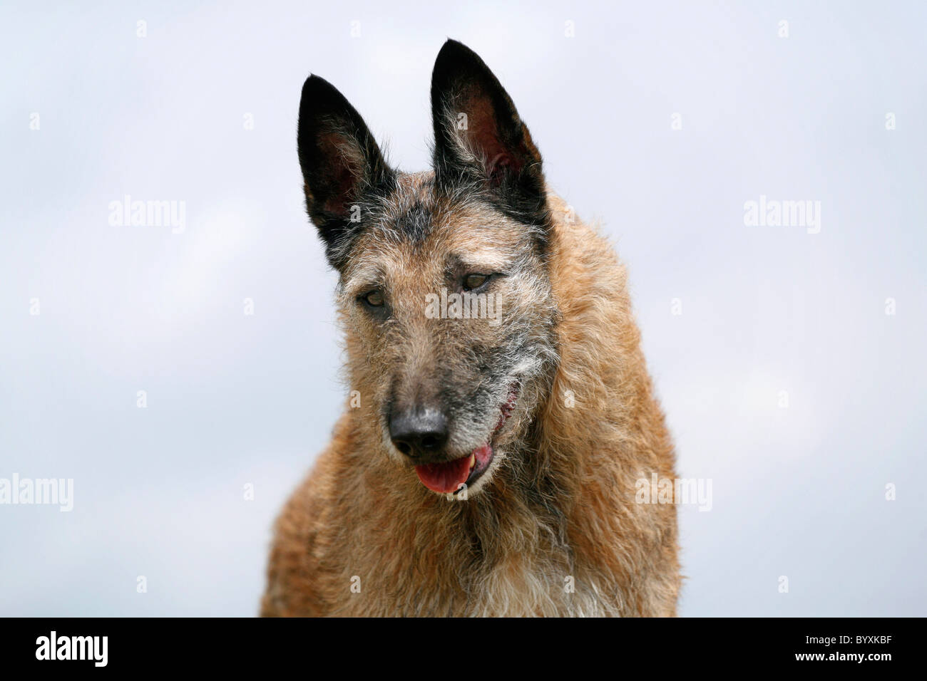 Laekenois Portrait Stock Photo