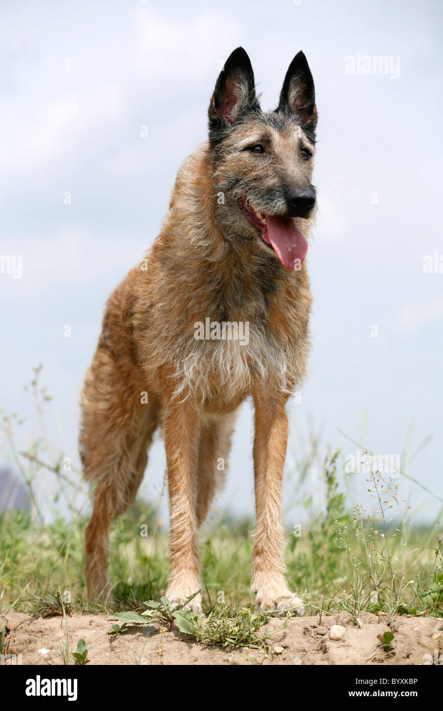 Laekenois Stock Photo