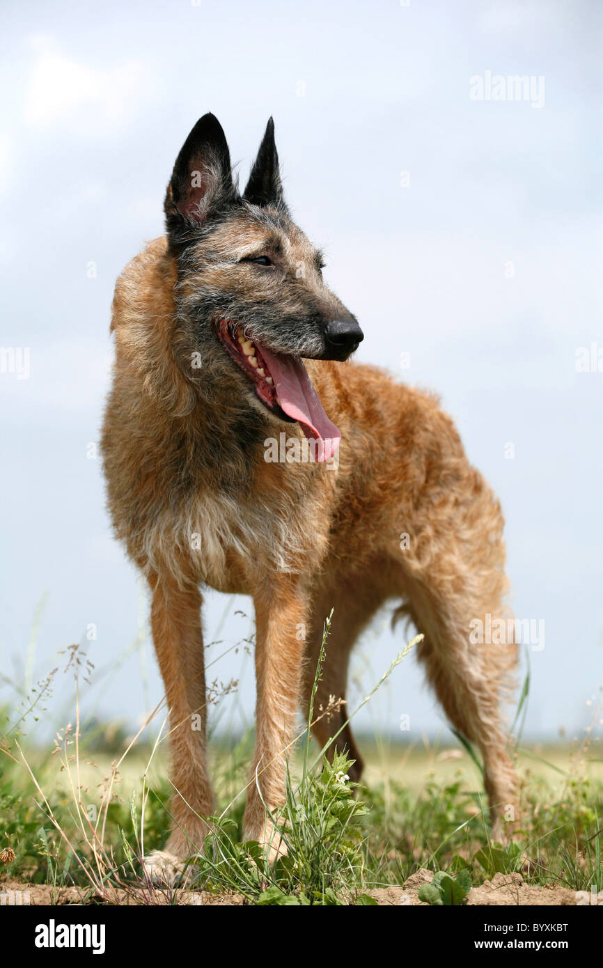 Laekenois Stock Photo