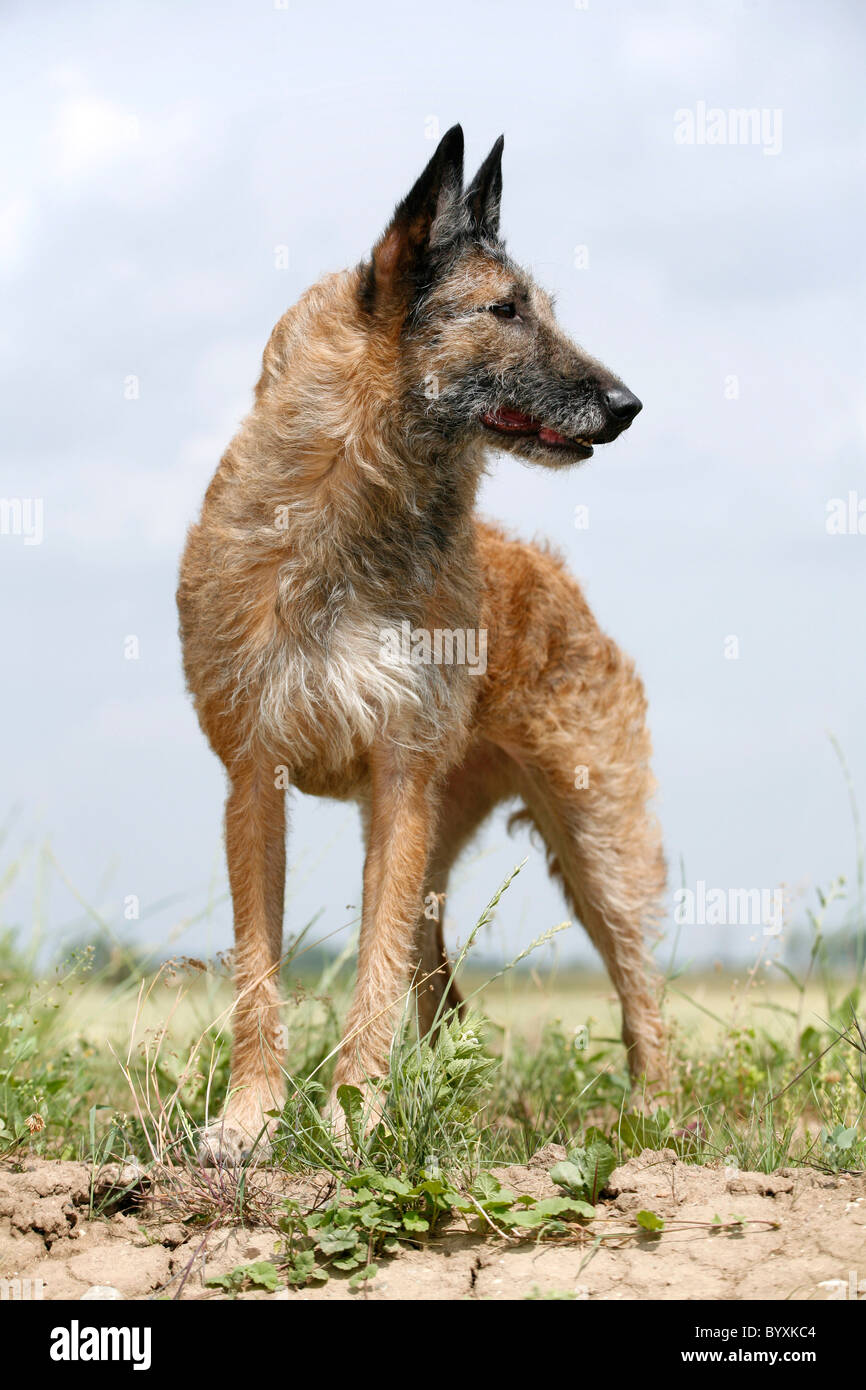Laekenois Stock Photo