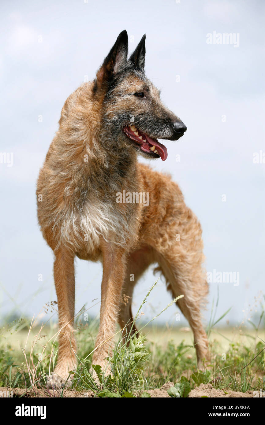 Laekenois Stock Photo