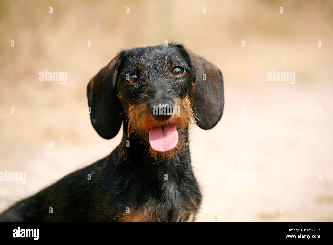 Dackel Portrait / Dachshund Portrait Stock Photo - Alamy