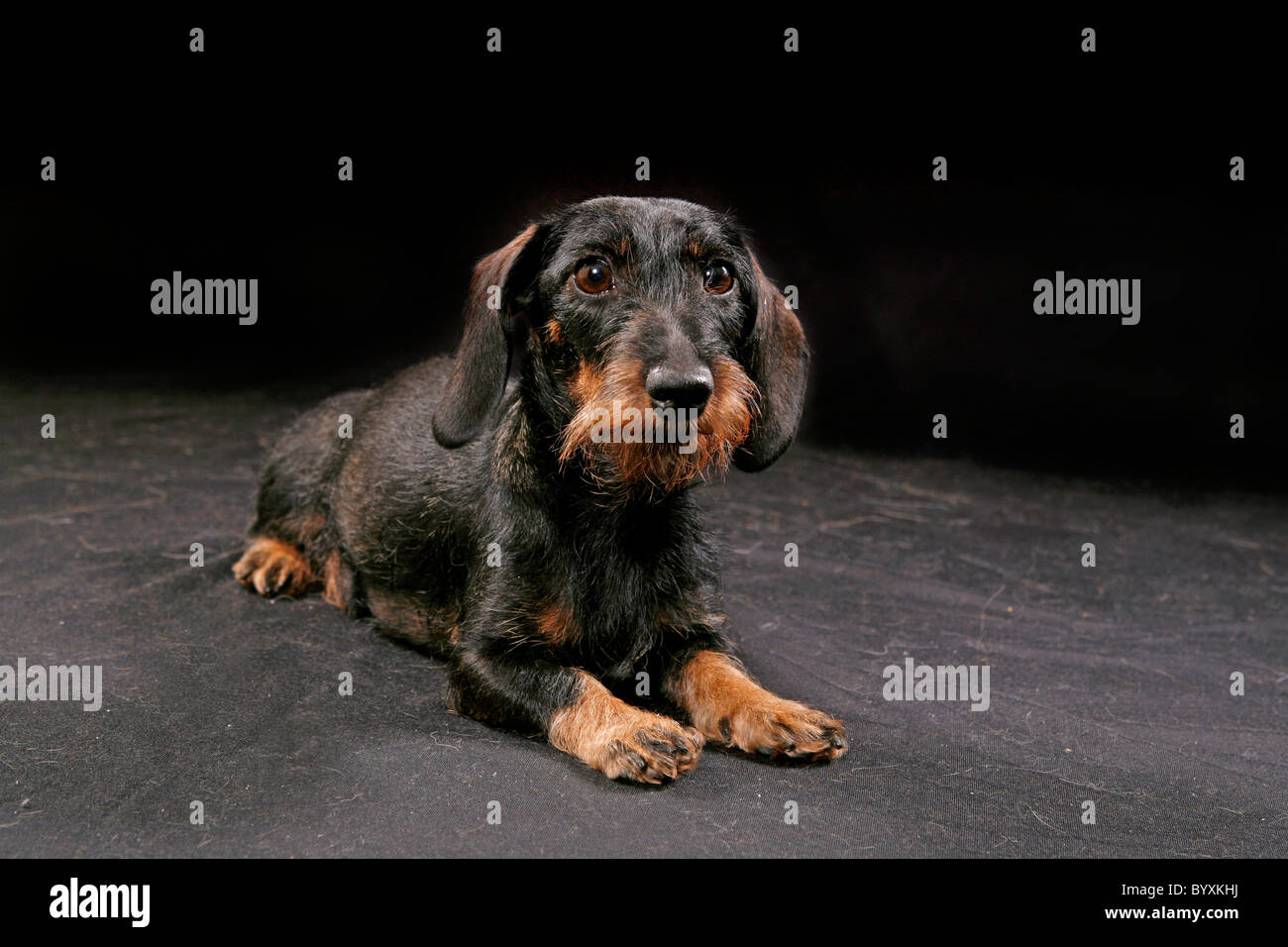 Teckel dachshunds dog dogs hi-res stock photography and images - Alamy
