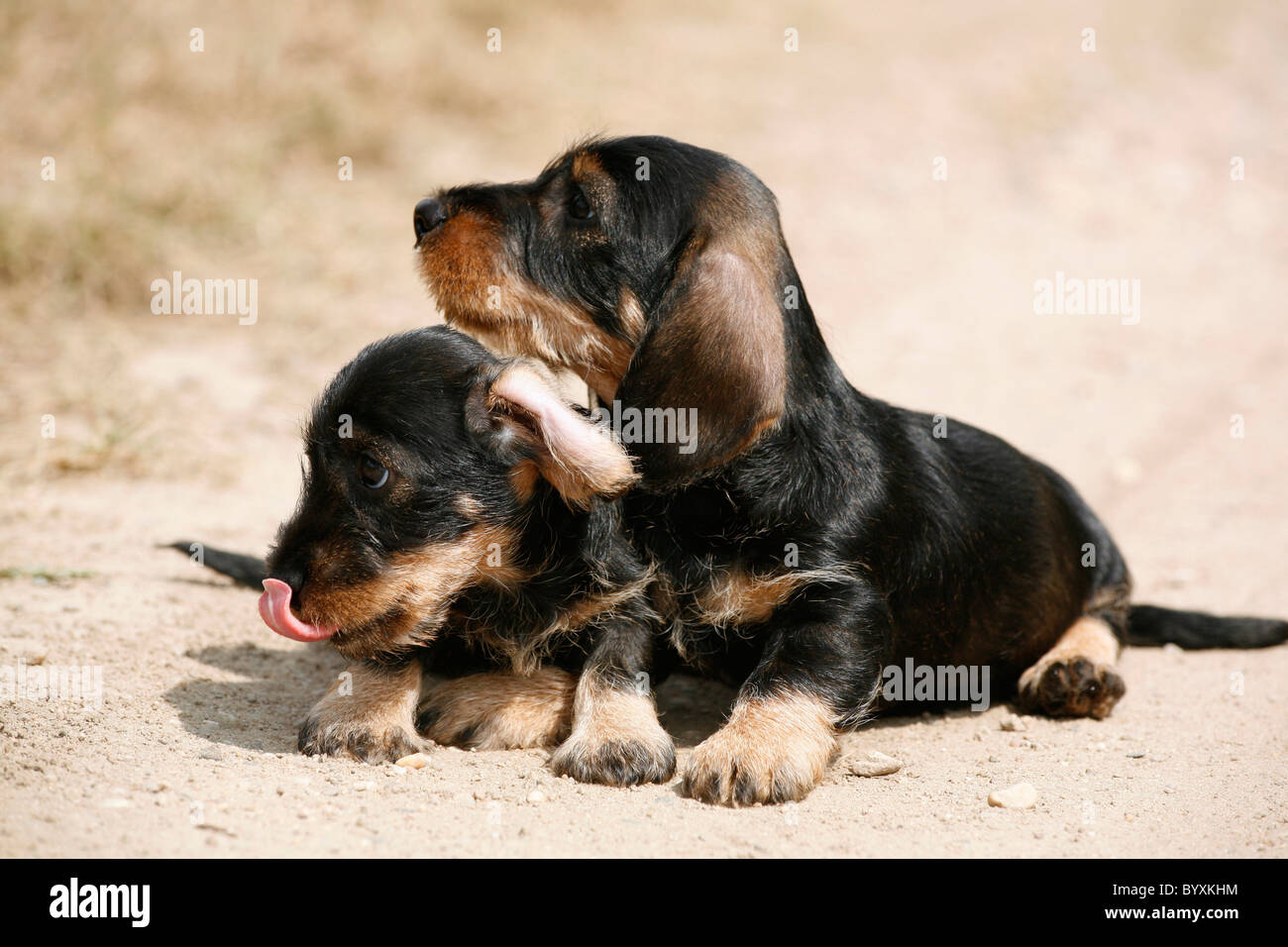 Dackel Welpen / Teckel Puppies Stock Photo - Alamy