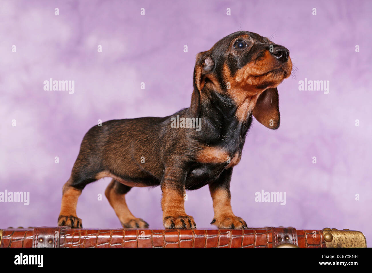 Rauhaardackel Welpe / Teckel Puppy Stock Photo