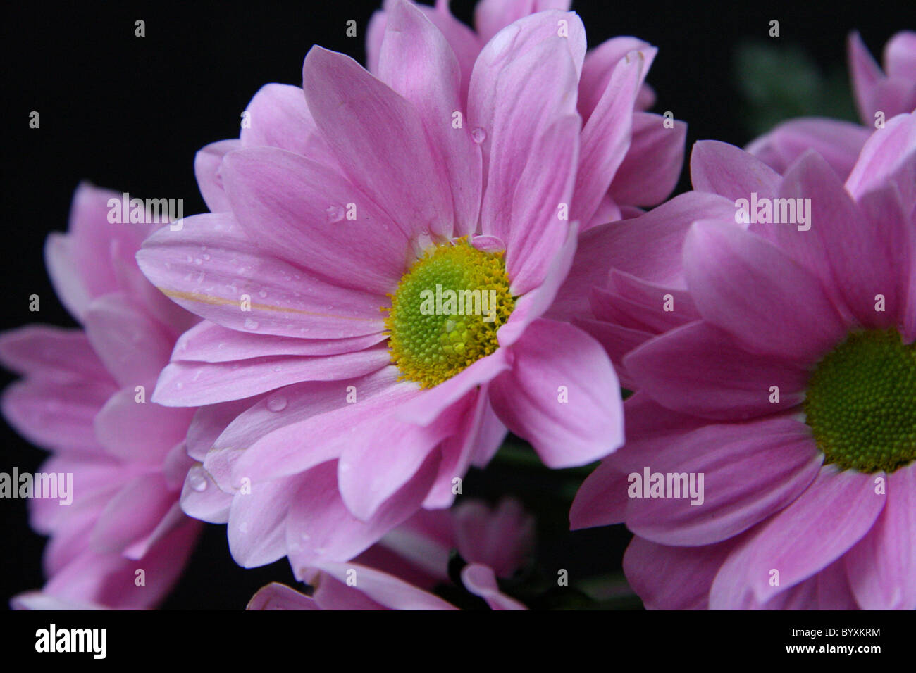 lilac colored chrysanthemum Stock Photo
