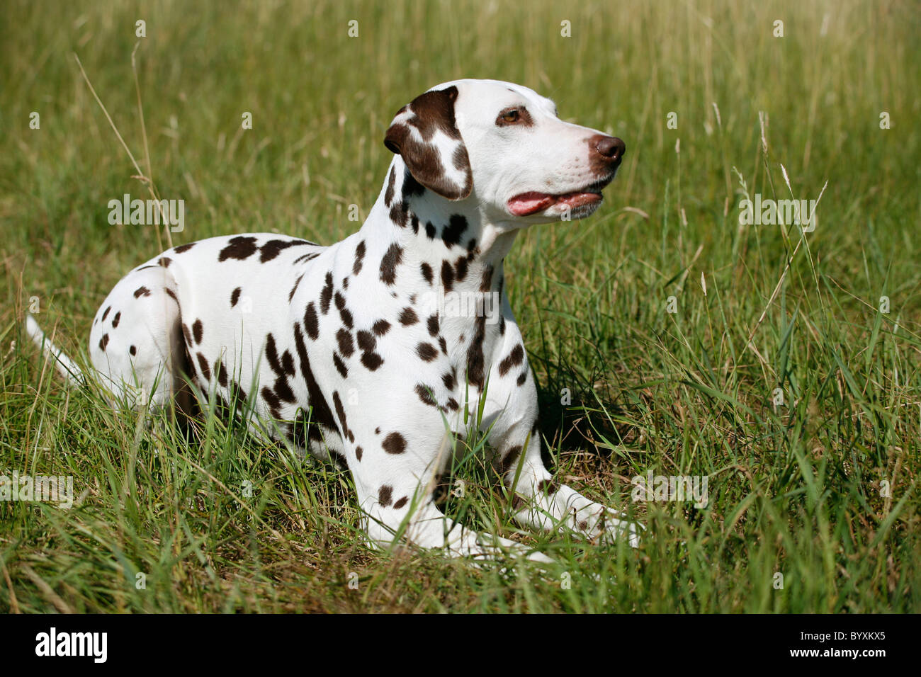liegender Dalmatiner / lying Dalmatian Stock Photo
