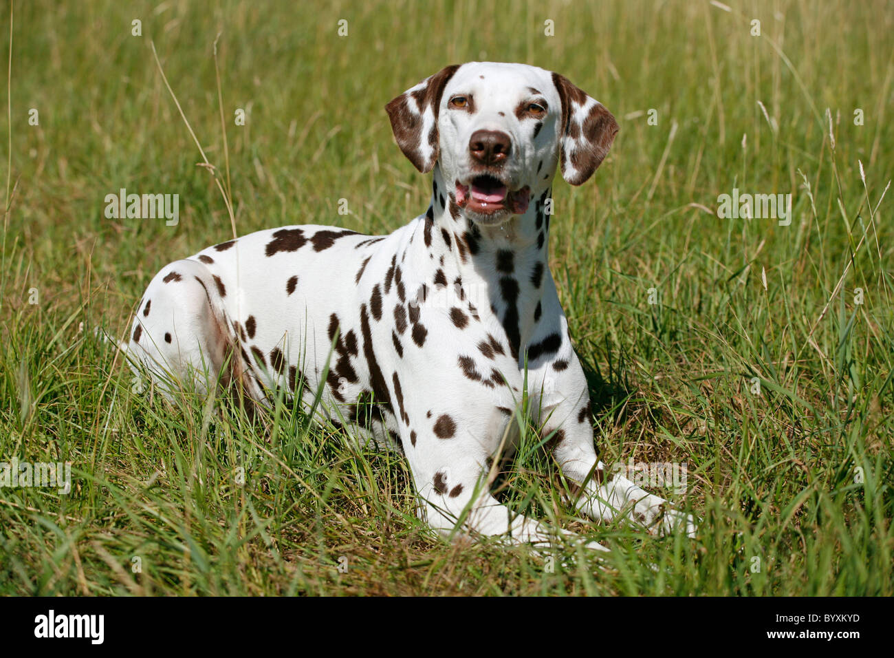 liegender Dalmatiner / lying Dalmatian Stock Photo