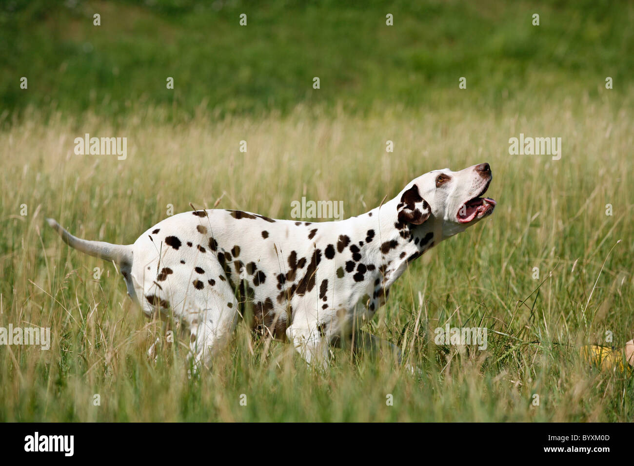 spielender Dalmatiner / playing Dalmatian Stock Photo