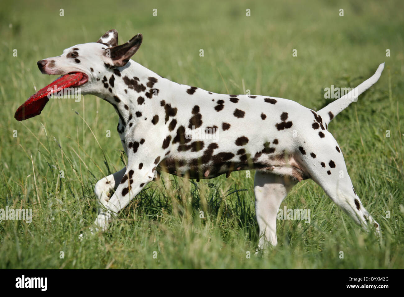 rennender Dalmatiner / running Dalmatian Stock Photo