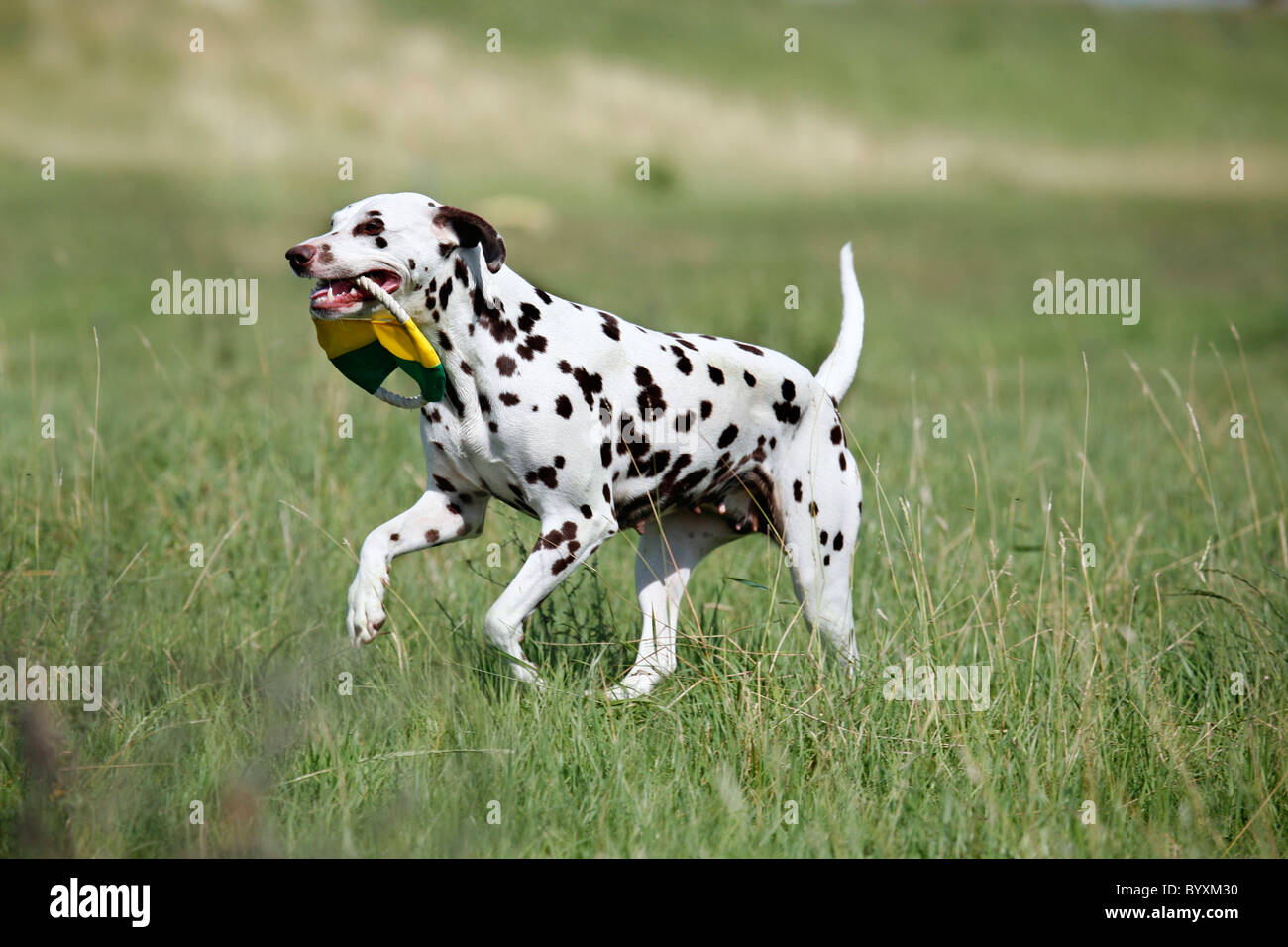 rennender Dalmatiner / running Dalmatian Stock Photo