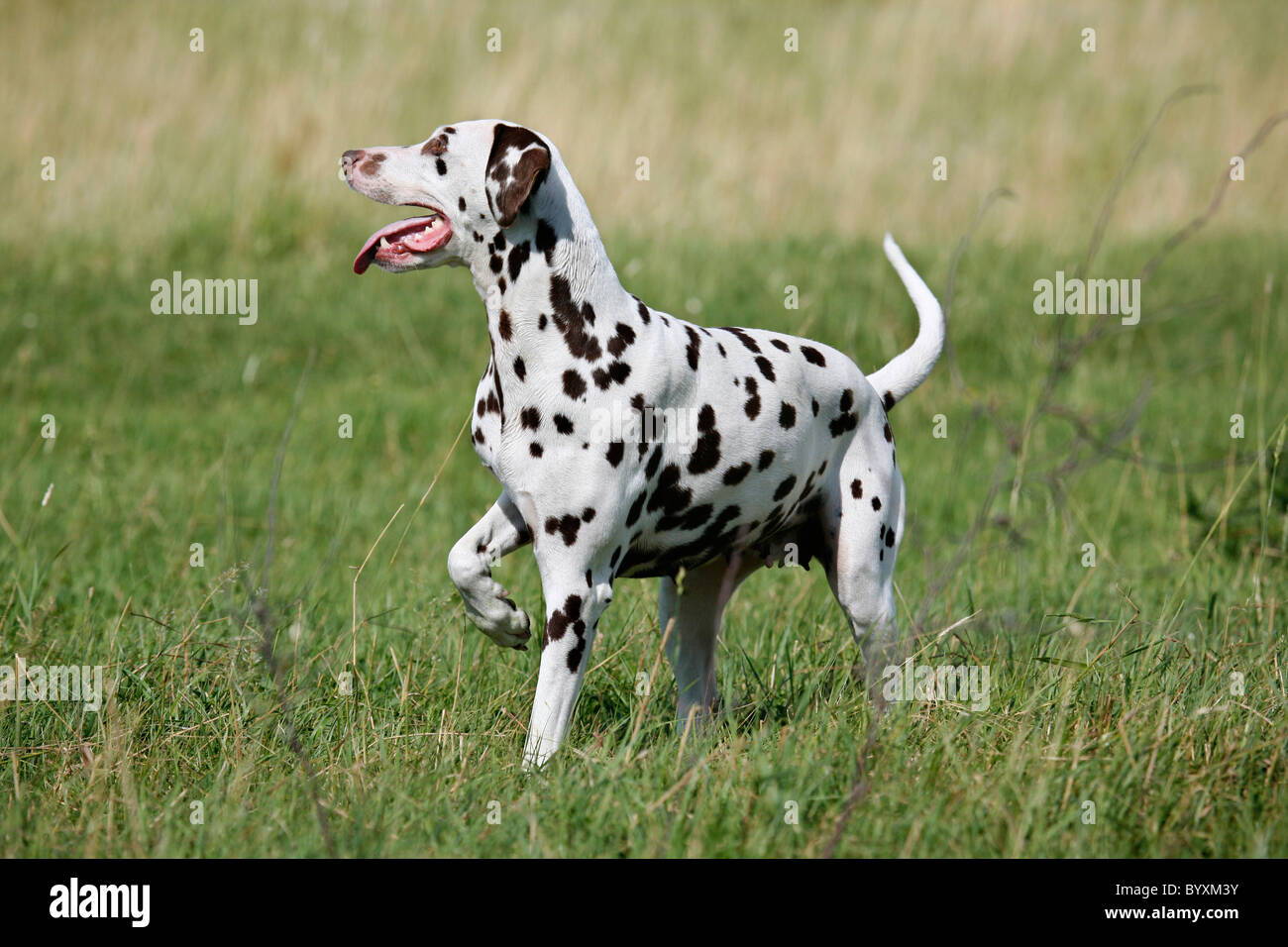 stehender Dalmatiner / standing Dalmatian Stock Photo