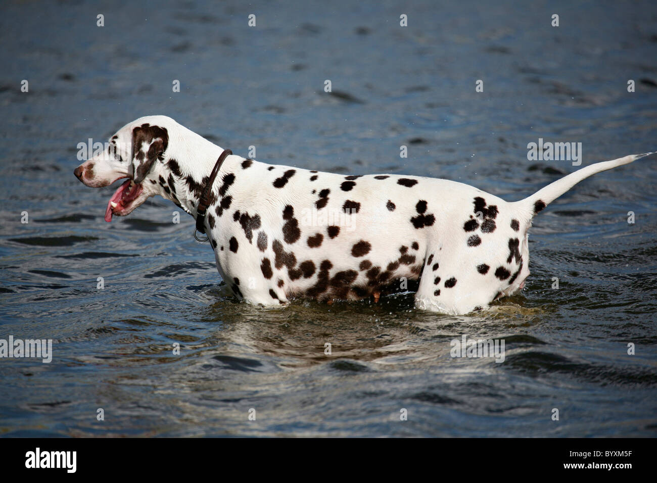 Dalmatiner im Wasser / Dalmatian Stock Photo