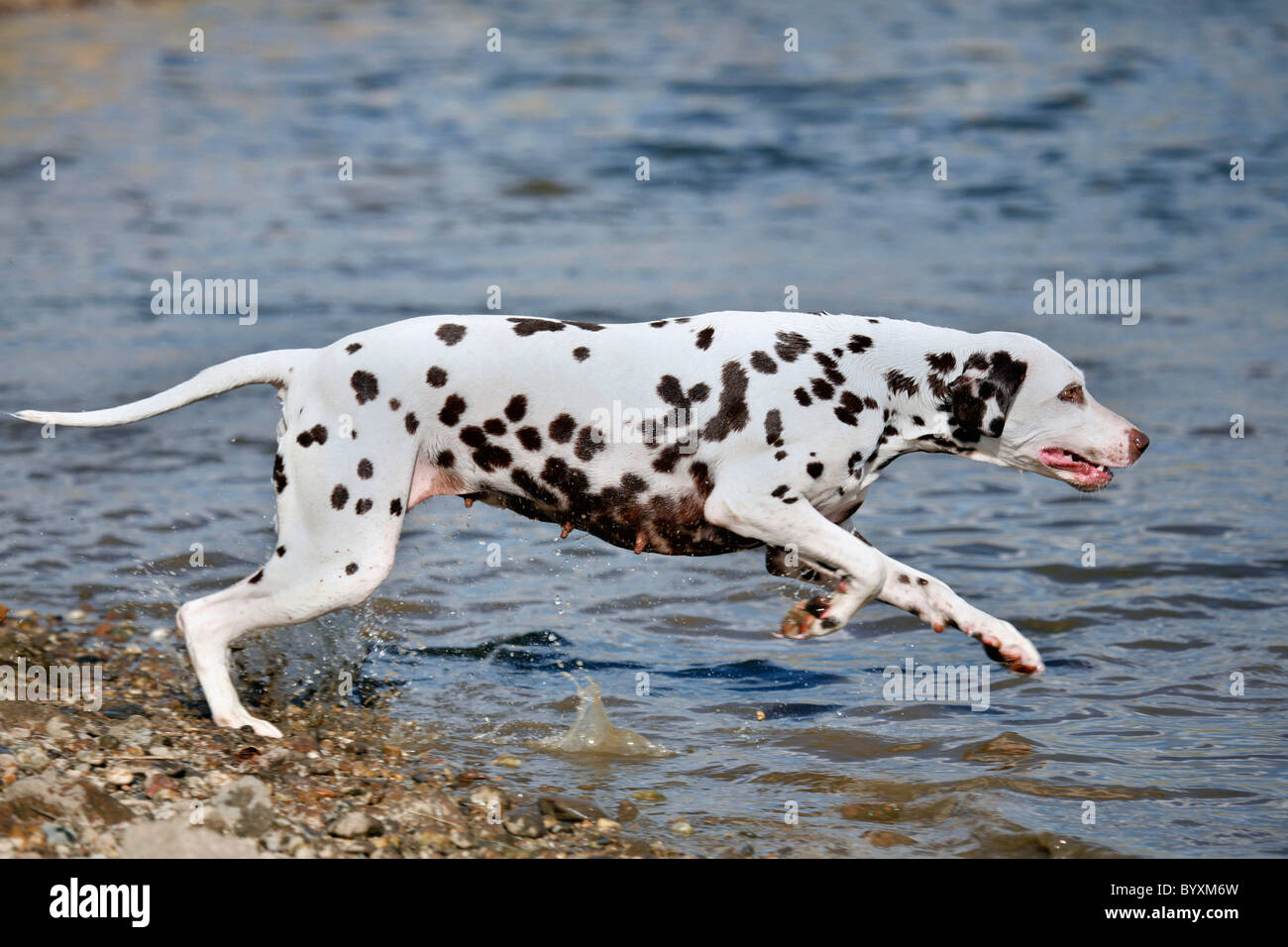rennender Dalmatiner / running Dalmatian Stock Photo