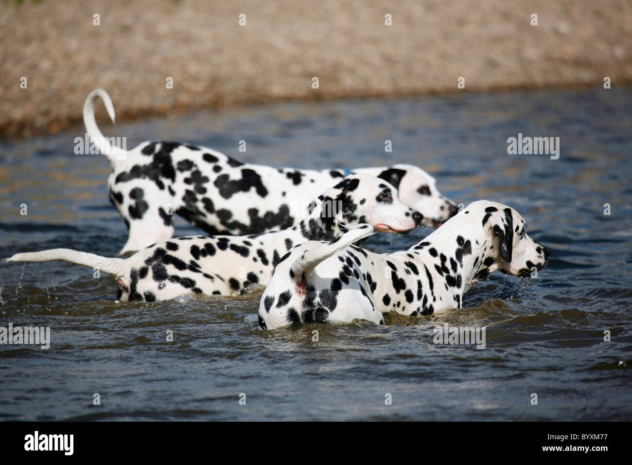 forlænge marv Videnskab Dalmatiner hund outdoor not grossemy hi-res stock photography and images -  Alamy