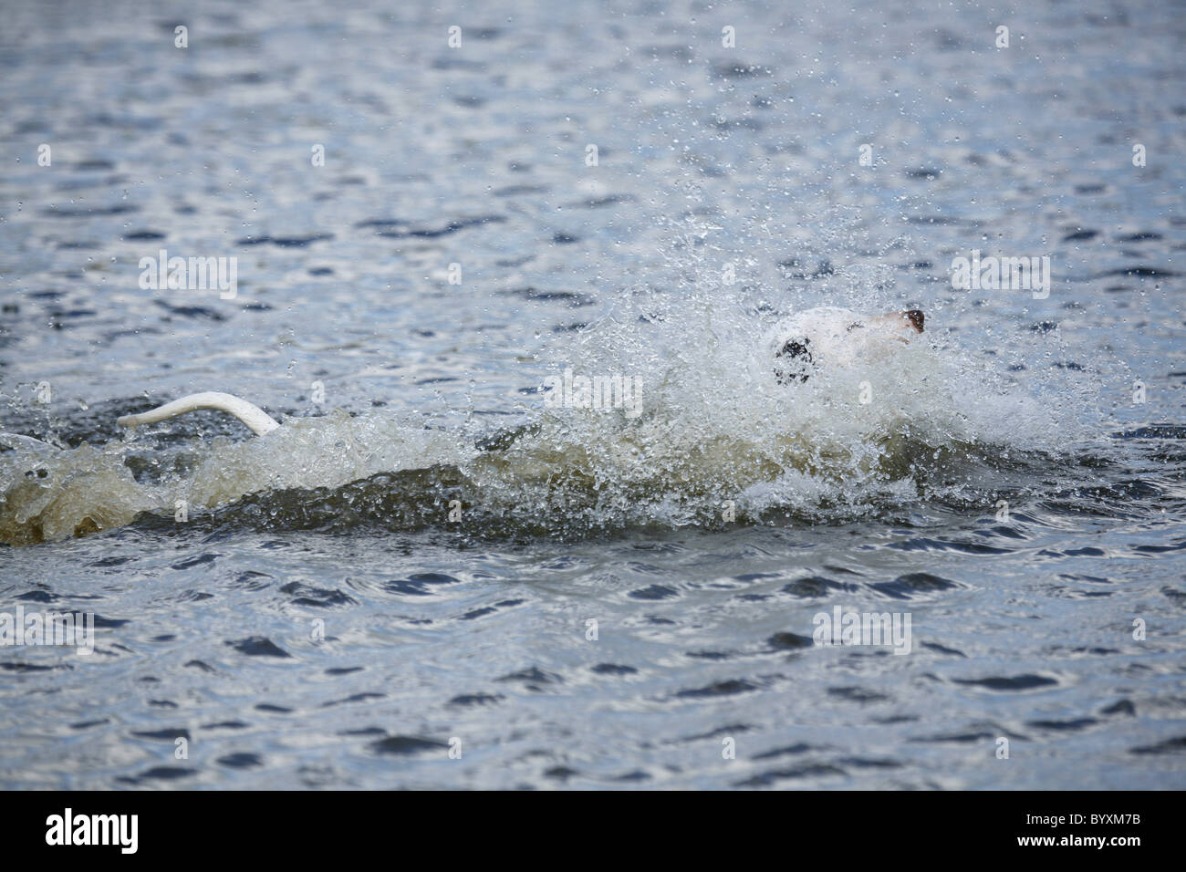 Dalmatiner / Dalmatian Stock Photo