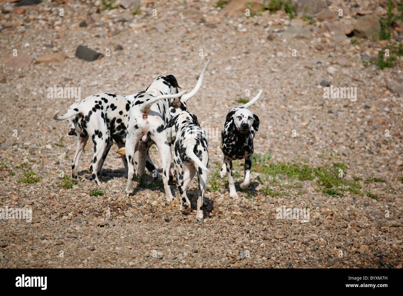 Dalmatiner / Dalmatian Stock Photo