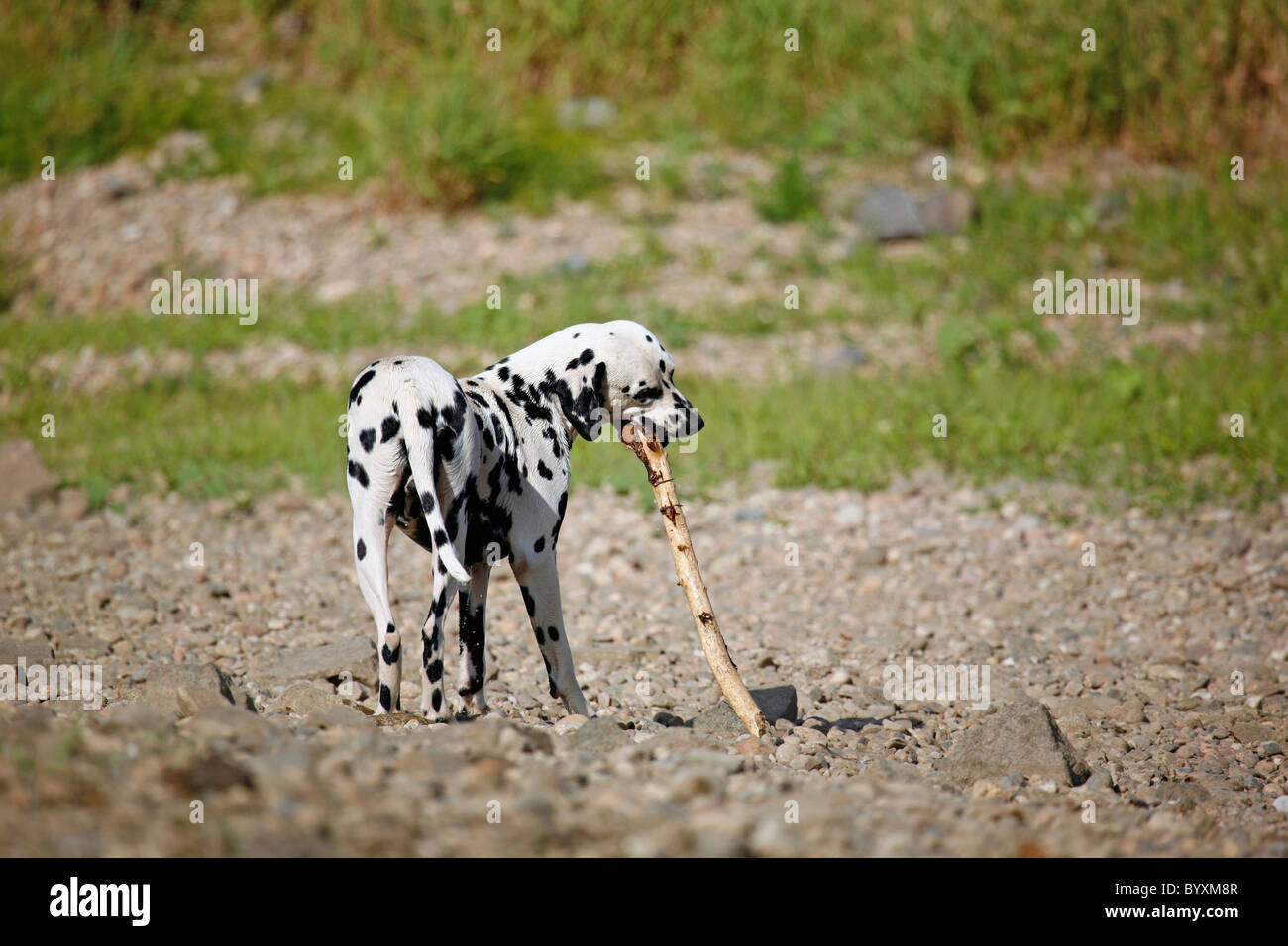 spielender Dalmatiner / playing Dalmatian Stock Photo