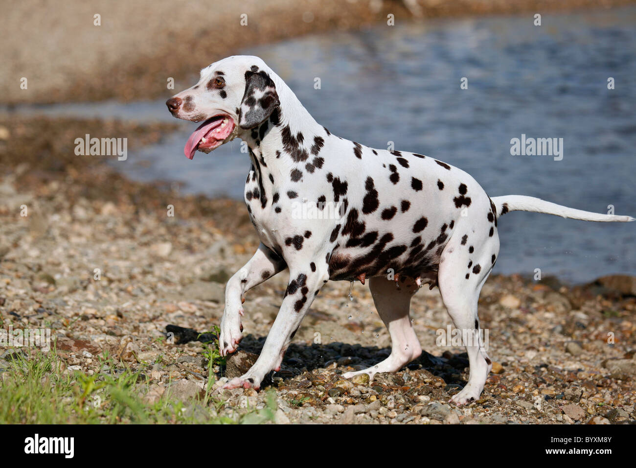stehender Dalmatiner / standing Dalmatian Stock Photo