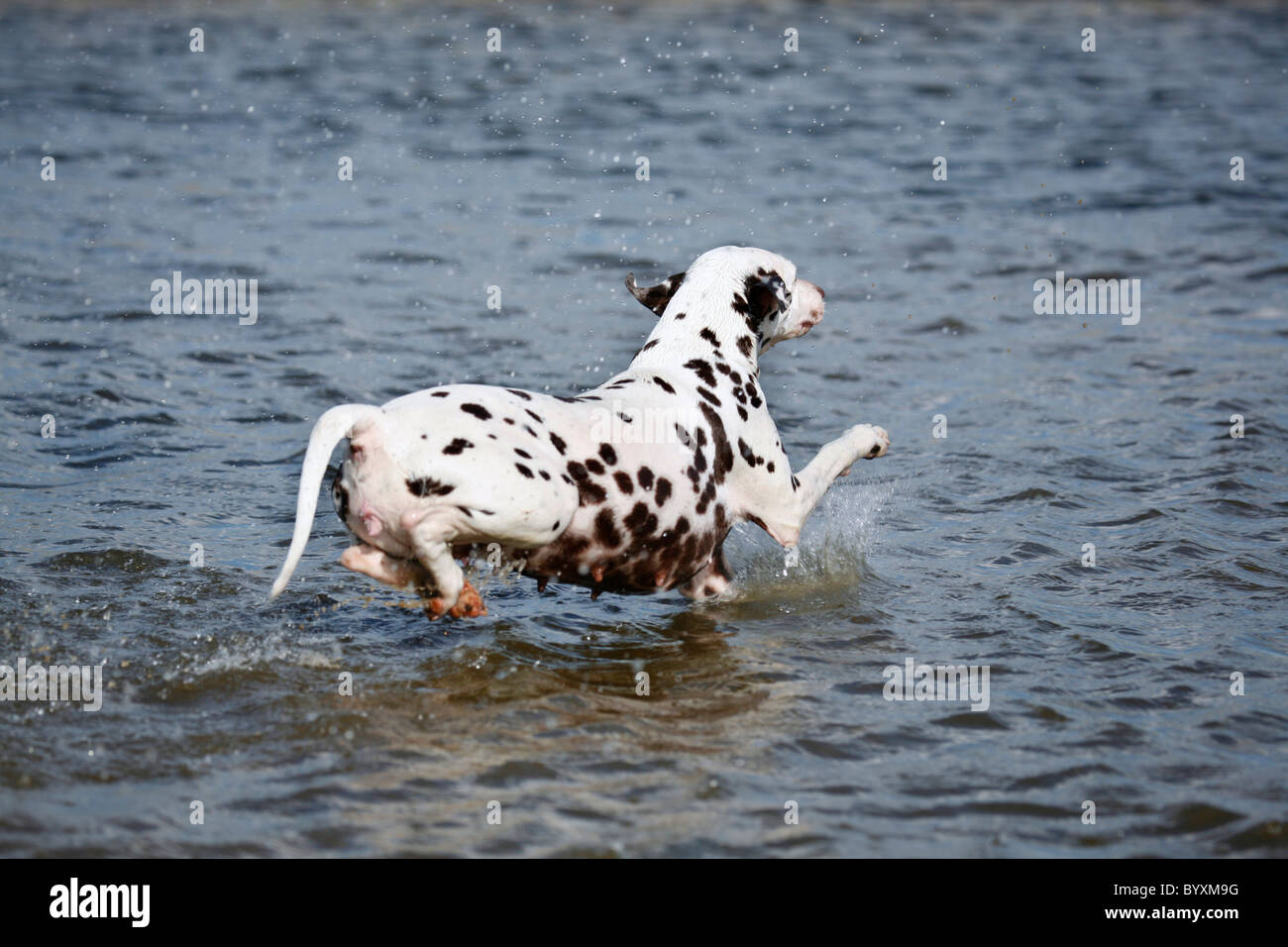 Dalmatiner / Dalmatian Stock Photo
