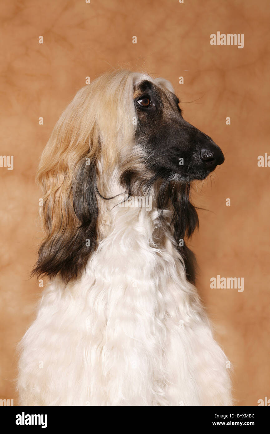 Afghanischer Windhund / Afghan Hound Stock Photo