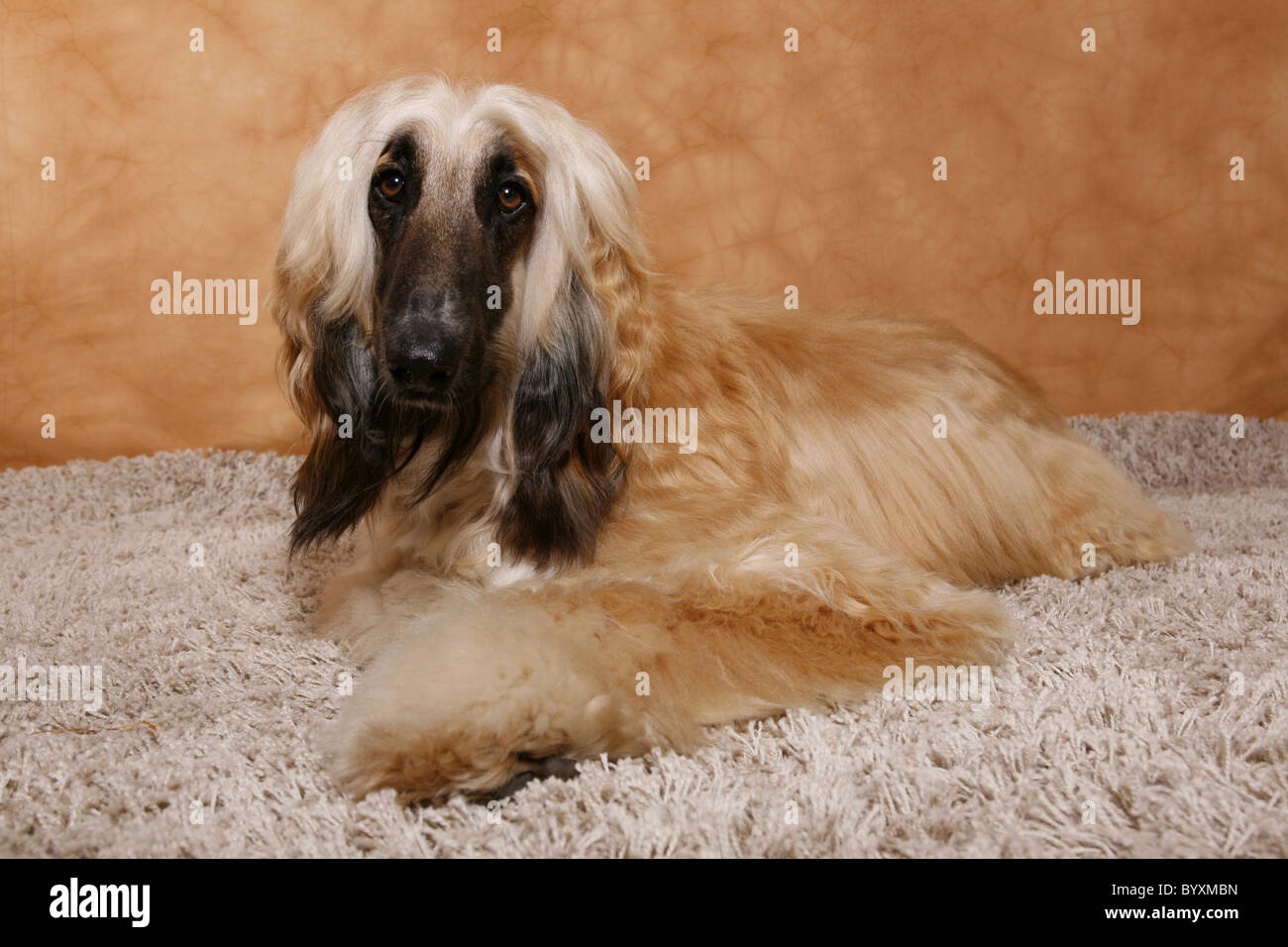 Afghanischer Windhund / Afghan Hound Stock Photo