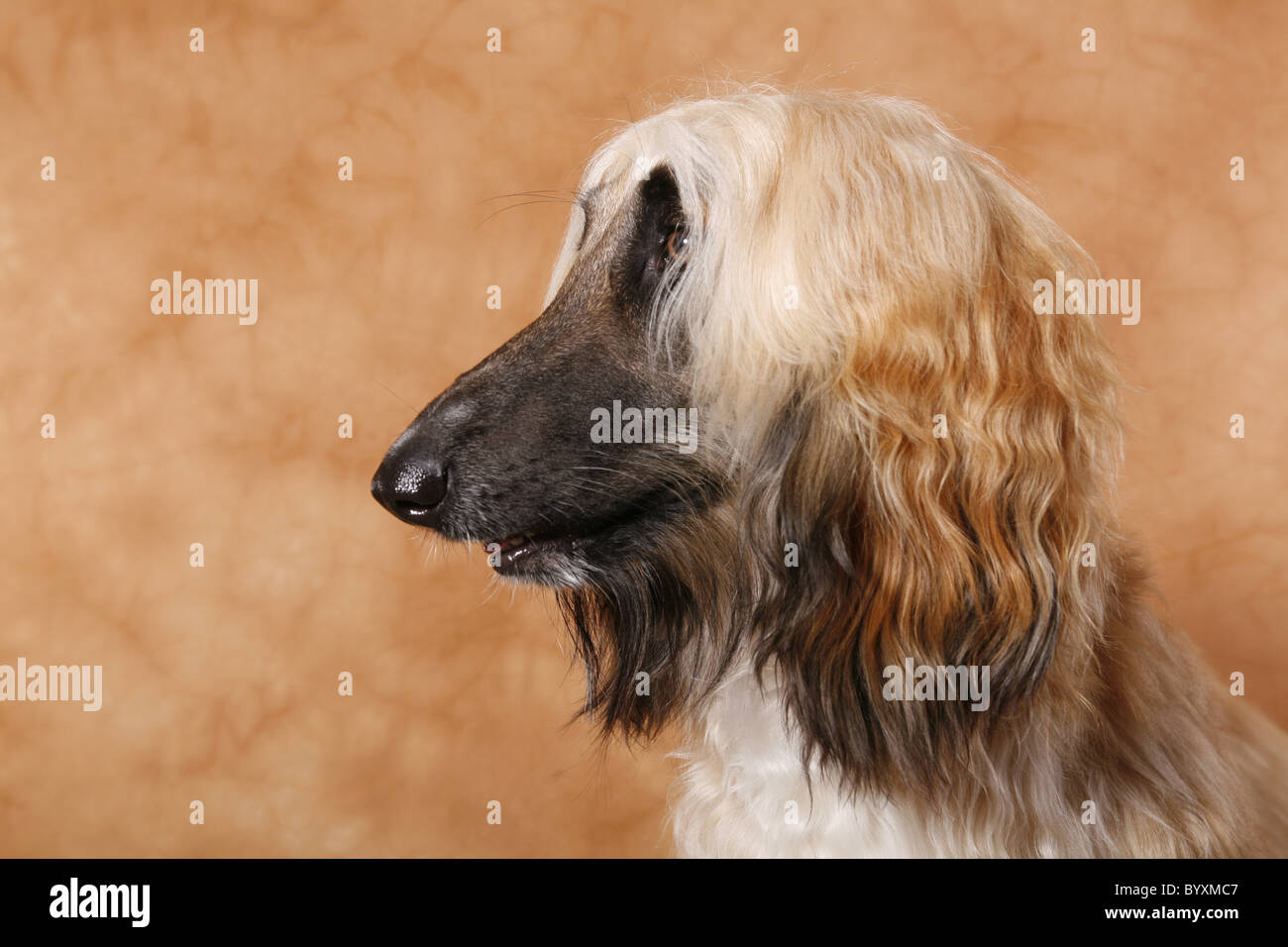 Afghanischer Windhund / Afghan Hound Stock Photo