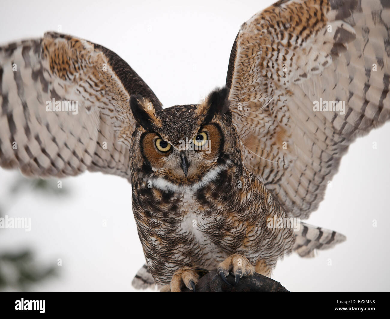 Great Horned Owl Portrait wings out as if to fly Stock Photo - Alamy