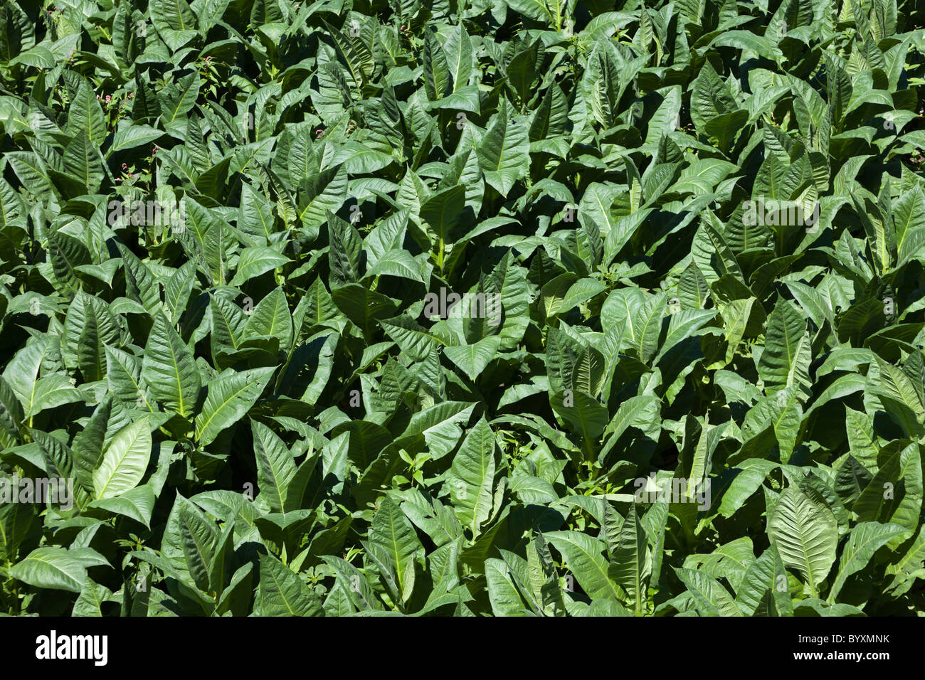 does tobacco grow in europe Use Landgeist Europe tobacco hi-res stock photography