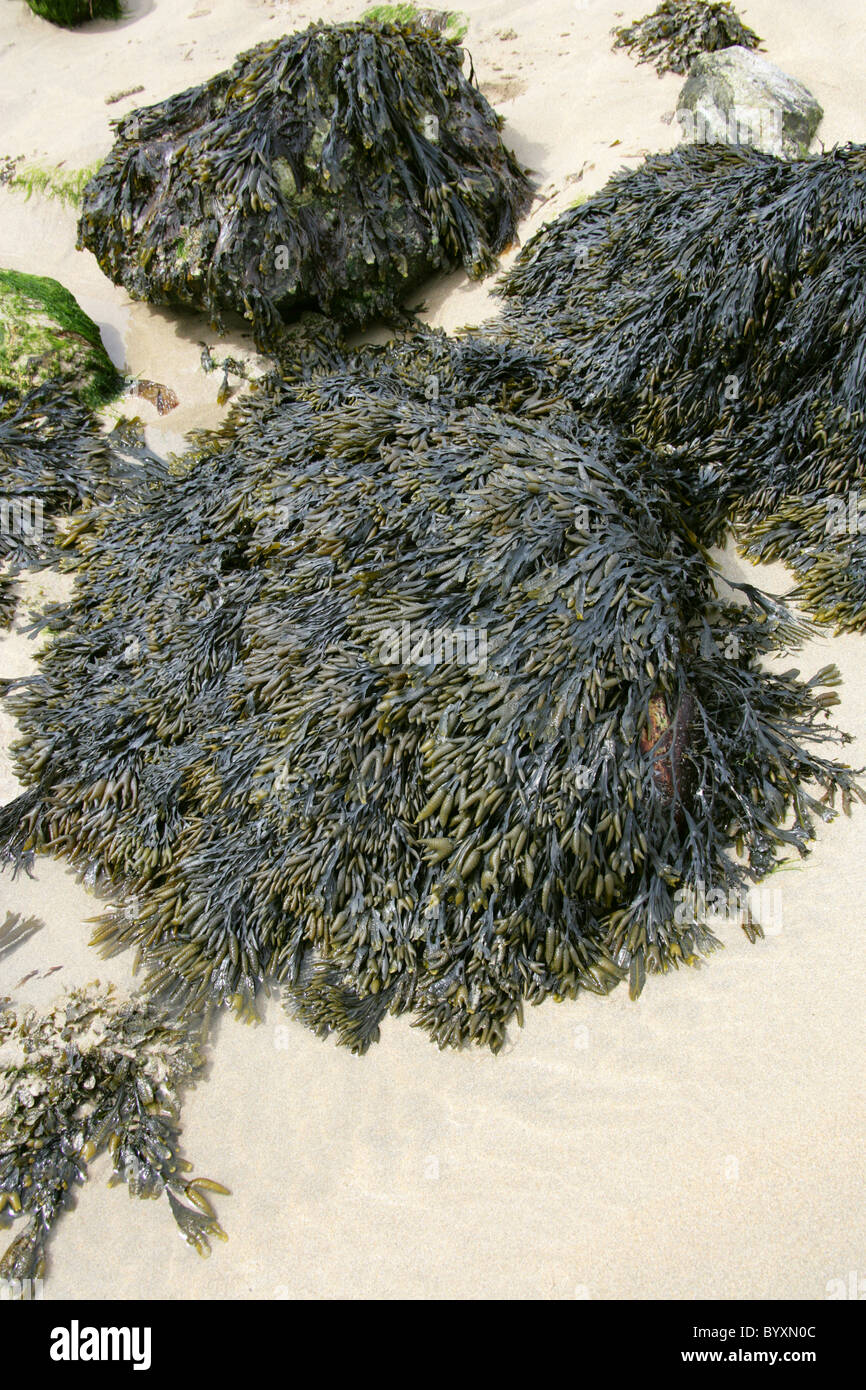Bladder Wrack or Bladderwrack, Fucus vesiculosus, Fucaceae, Phaeophyceae, Heterokontophyta, Chromalveolata. A Type of Seaweed. Stock Photo