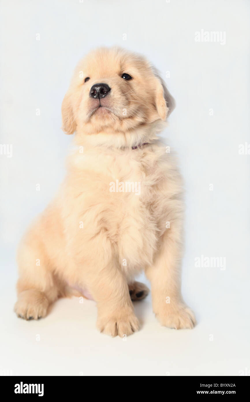 portrait of six week old golden retriever puppy Stock Photo