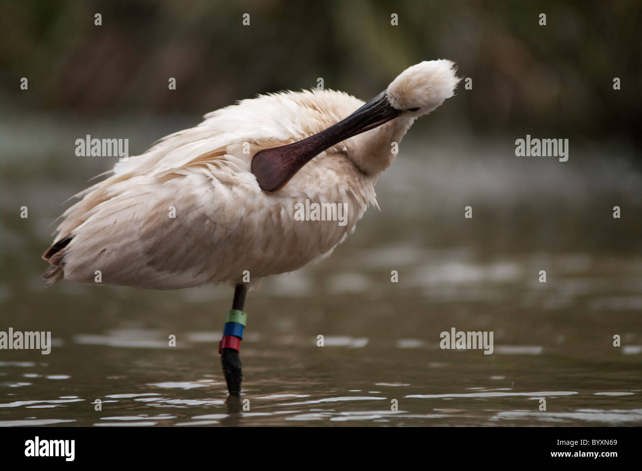 Portrait spoonbill in water hi-res stock photography and images - Alamy