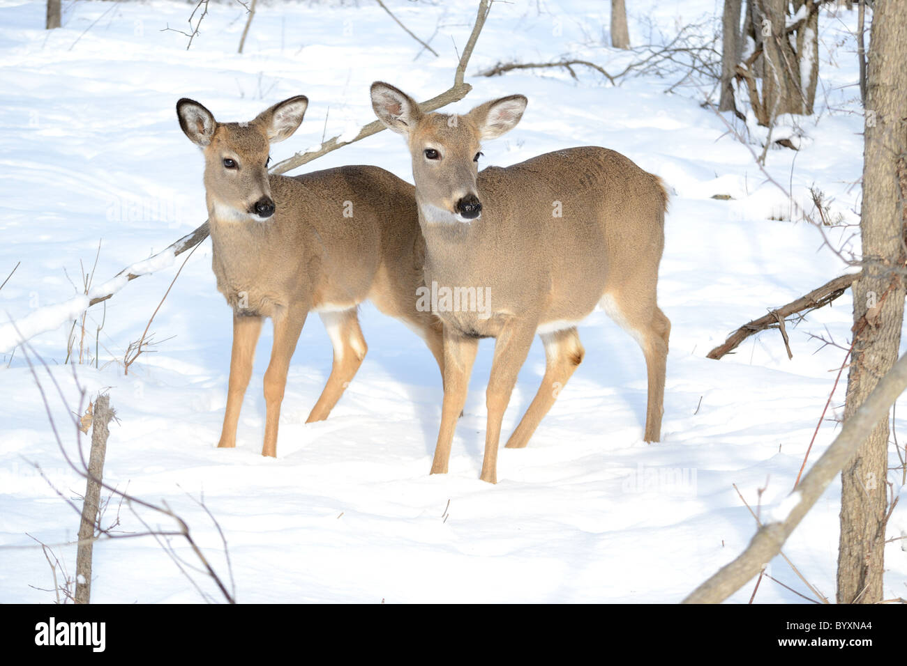 Whitetail deer yearling standing in the woods in winter snow Stock Photo -  Alamy