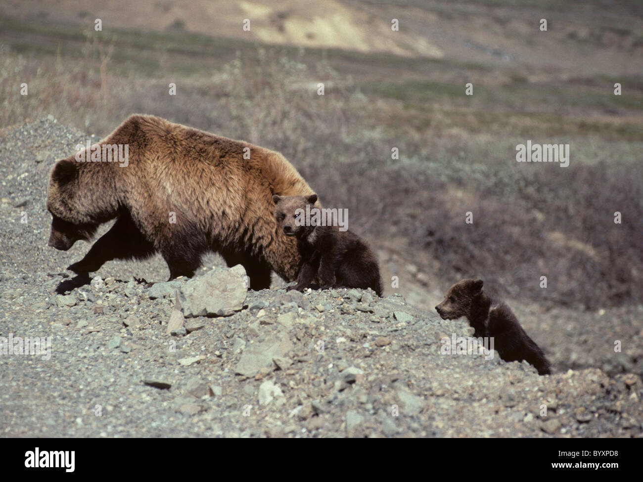 Sow and Cubs, Grizzly Bear, Denali National Park, Alaska, brown bear, grizzly bear, grizzly bears, brown bears Stock Photo