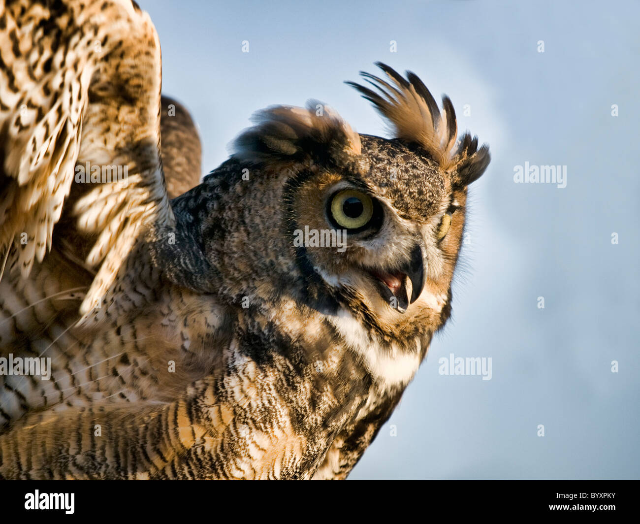 Side view portrait of a Great Horned Owl with it’s wings outstretched
