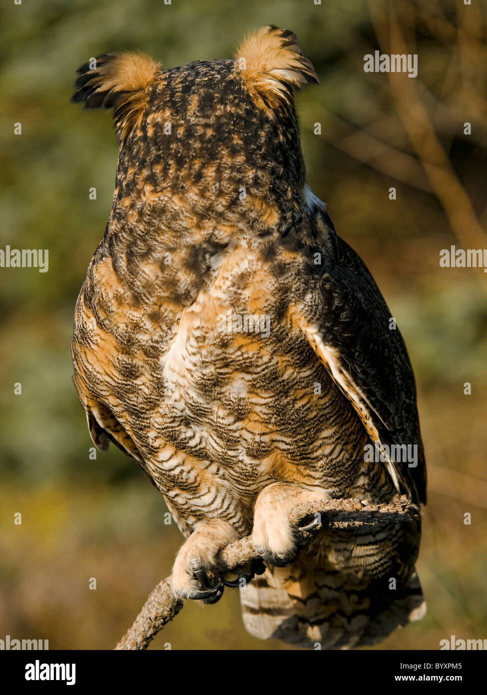 Owl head turn hires stock photography and images Alamy