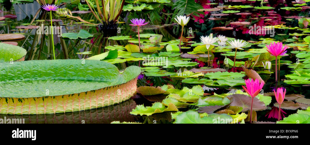 Tropical Water Lilies Hughes Water Gardens Or Stock Photo