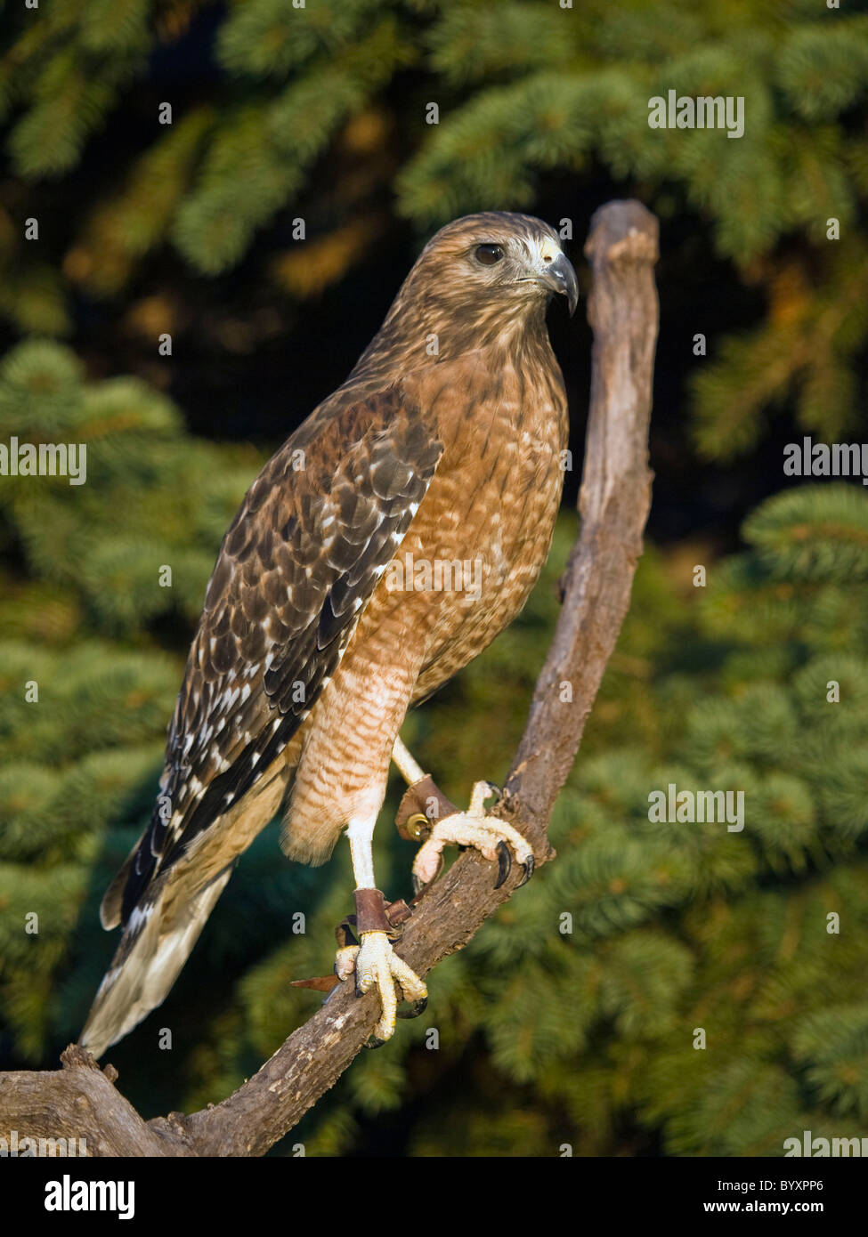 A Red Shouldered Hawk with jess on used in falconry is perched on a