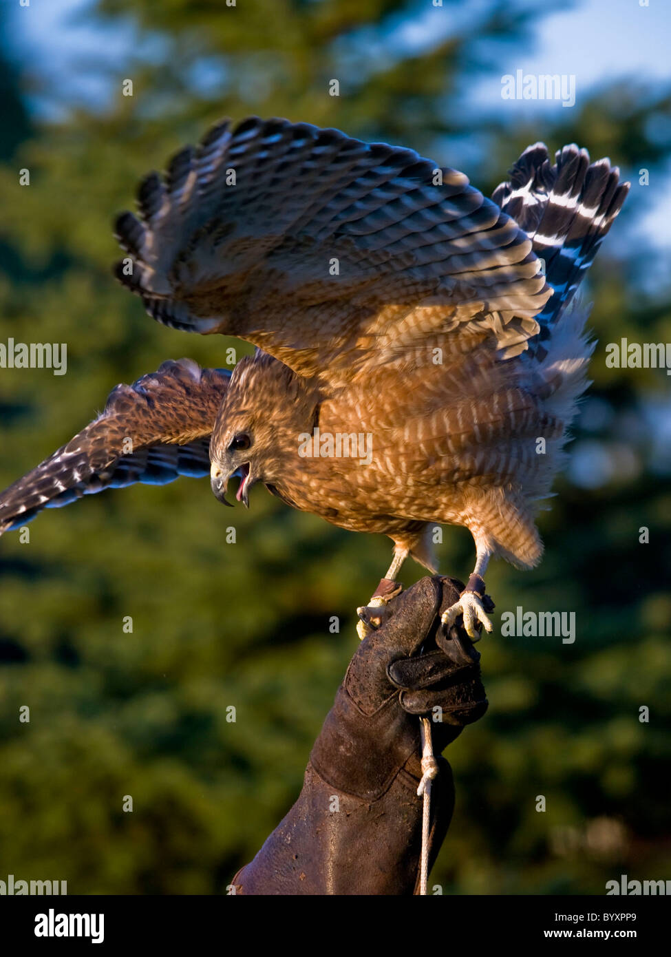 A Red Shouldered Hawk with jess on used in falconry Stock Photo Alamy