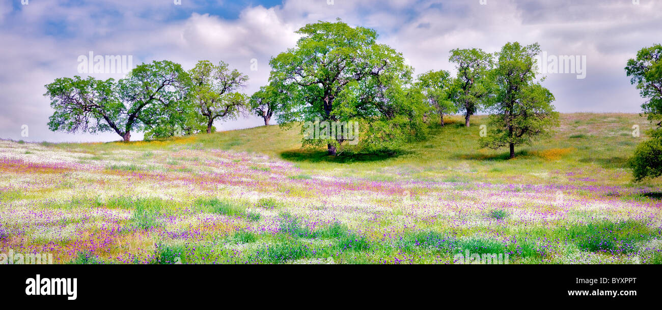 Mixture of wildflowers with oak trees. Kern County, California Stock