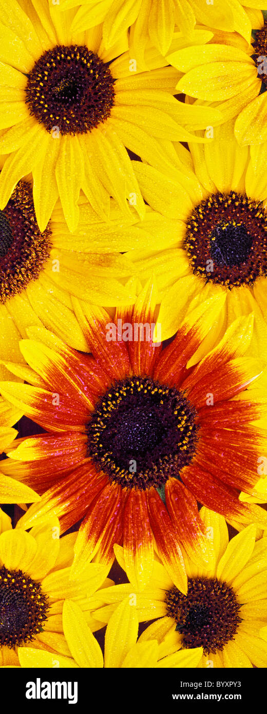 Ornamental sunflowers with mist. Oregon Stock Photo