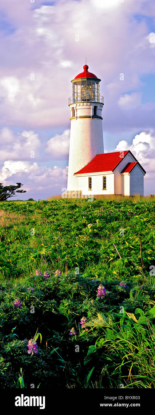 Cape Blanco lighthouse and wildflowers (lupine) with clouds. Oregon Stock Photo