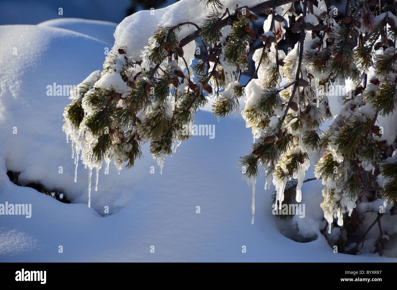 Icicles hanging from pine branches. Yellowstone National Park, Wyoming, USA. Stock Photo