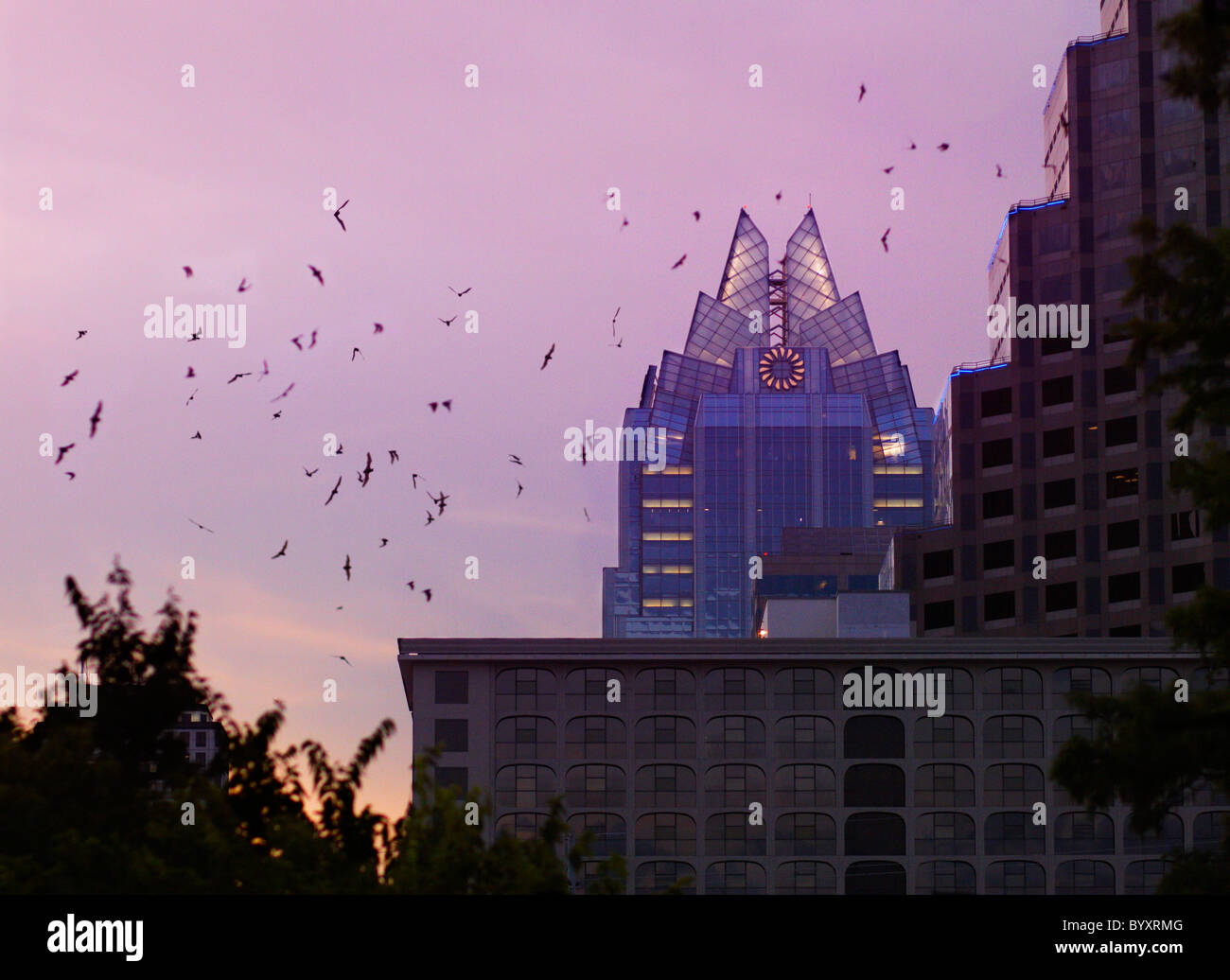 Bats flying texas hires stock photography and images Alamy