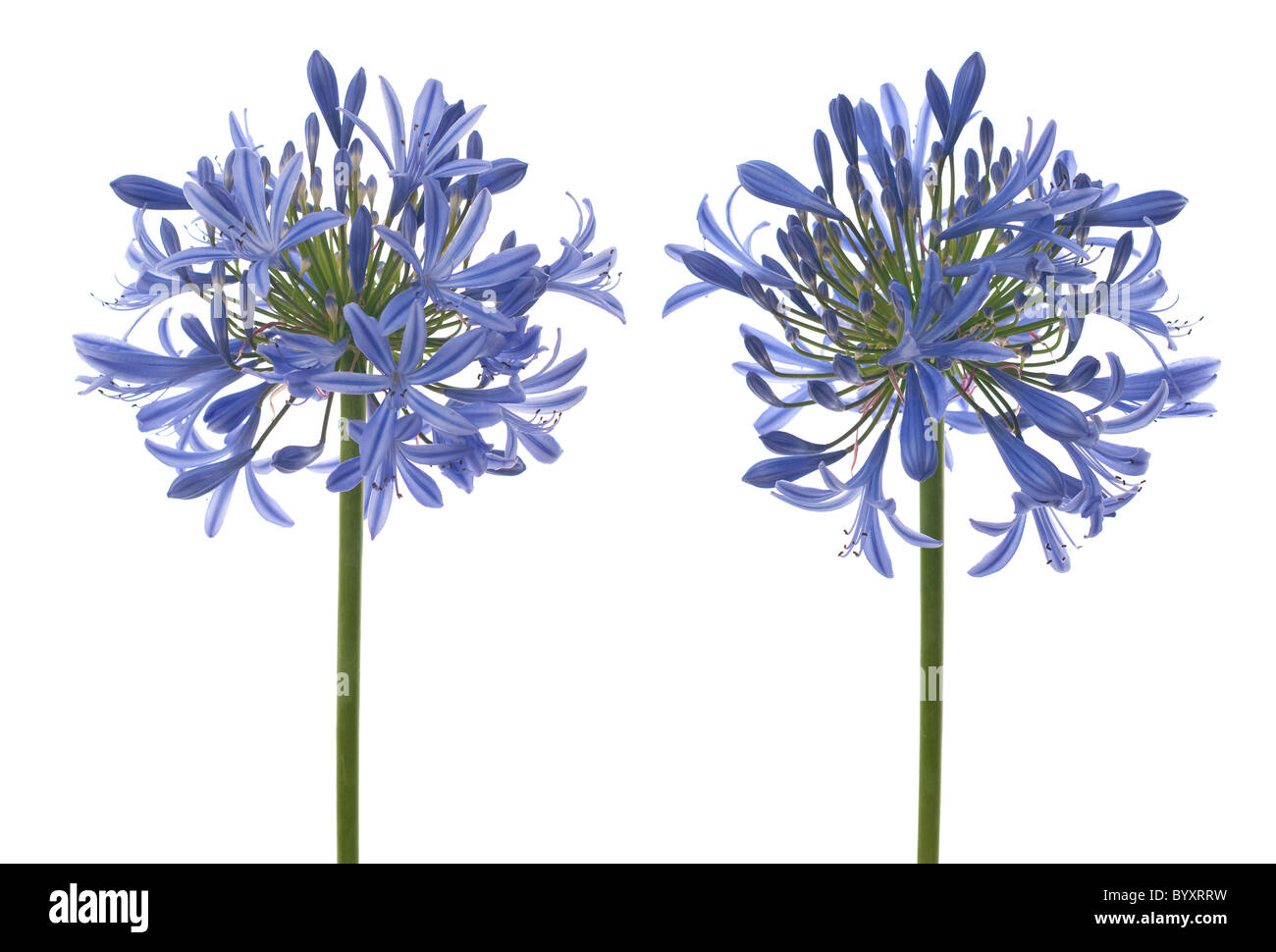 Agapanthus blooms with umbrella like flower clusters of funnel shaped flowers on tall leafless stalks. Space for copy. Stock Photo